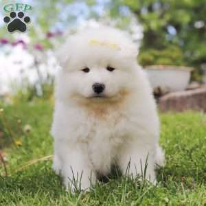 Becky, Samoyed Puppy